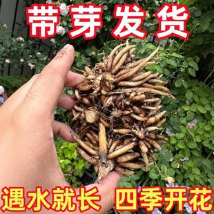 Ranunculus Bulbs Indoor and Outdoor All Year Round Peony Flower Bulbs Ornamental Flower Plants Potted Plants Easy to Feed Bulbs