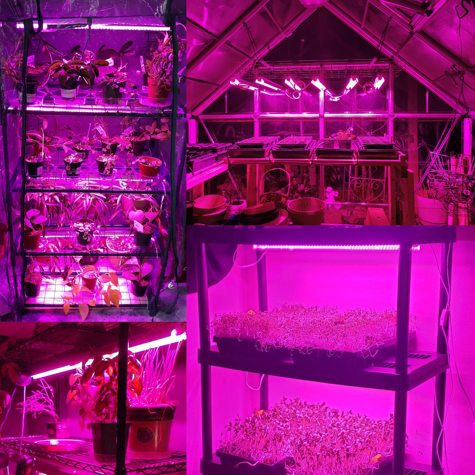 羳18WT8ֲƹҴݮ˻ܲ