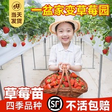 ��ݮ�����ļ��Y���t�ţ���Ͳ�ݮ��N�̨�����Ϸ�ˮ��������ȫ