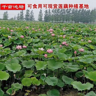 ���N�Ӻɻ���ɏɏ��ˮ��N�Ӷ�ɫ��˯ɏ��ɏ�ļ��_���N����ɏ�N��