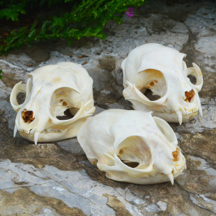 Complete cat skull specimen bone cat head specimen complete teeth animal skull model cross-border exclusive