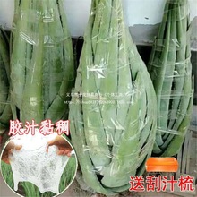 芦荟植物芦荟盆栽美容院灌肤专用盆栽食用新鲜可以吃芦荟室内叶片