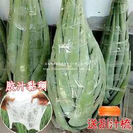 芦荟植物芦荟盆栽美容院灌肤专用盆栽食用新鲜可以吃芦荟室内叶片