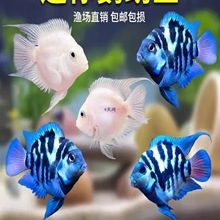 迷你鹦鹉鱼观赏鱼活体淡水鱼苗好养耐活白金宝蓝鹦鹉鱼可繁殖种鱼