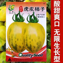 东北虎皮柿子种子春季蔬菜水果种籽农家小番茄籽小西红柿籽蔬菜孑