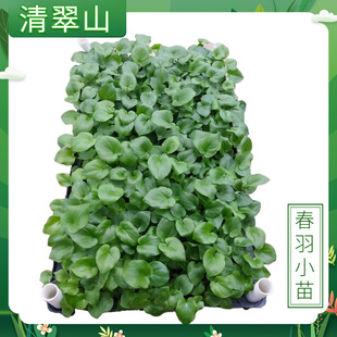 ����С���Ի����҃ȳ��G�^�~ֲ�ﴺ����F�����s�ļ����B�����՚�