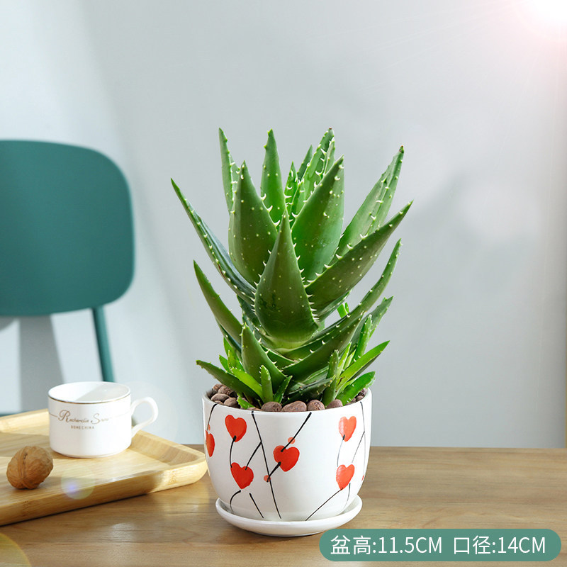 Night city aloe [red heart ceramic pot] - includes fertilizer