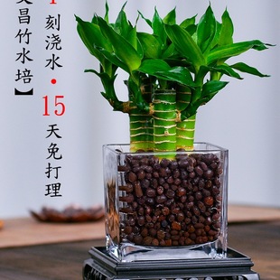 ���F��ˮ��ֲ��ˮ�B�Ĳ���֗U�lؔ�������������D�\���ӻ�������