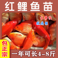 大品種優質興國紅鯉魚苗荷包紅鯉魚可食用可觀賞淡水養殖活體包活