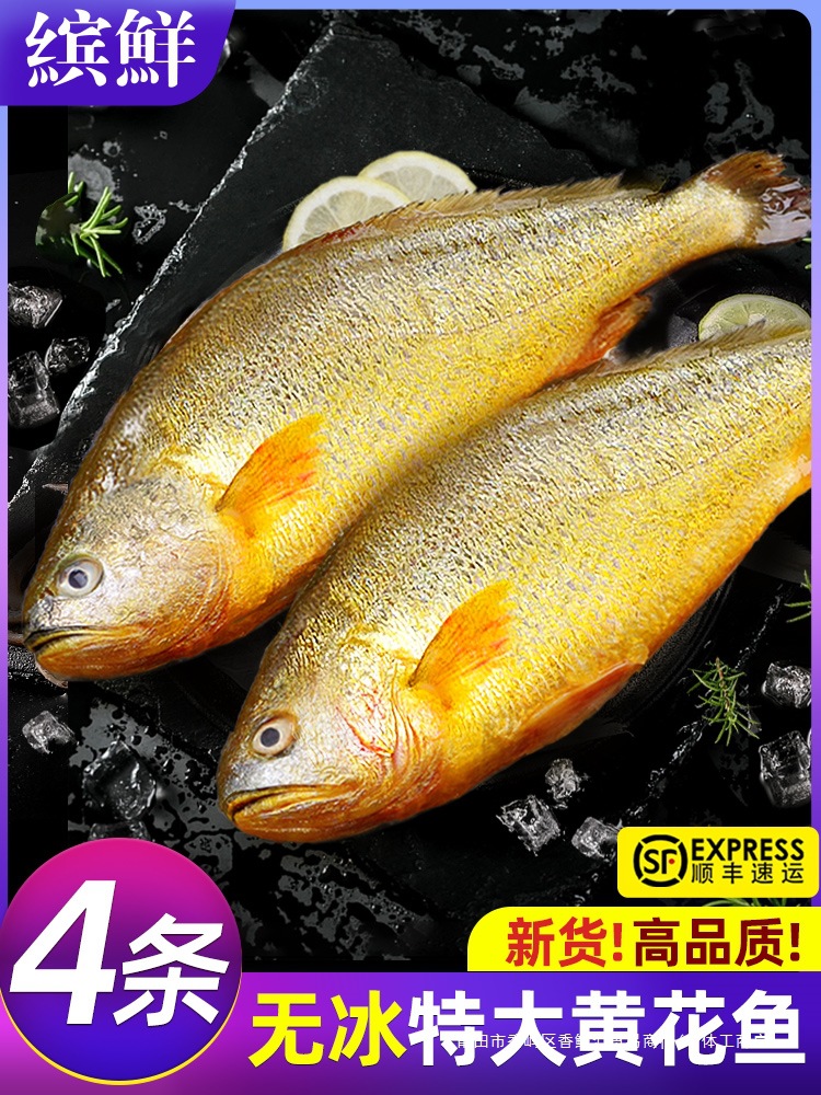 黄花鱼新鲜冷冻特大黄鱼鲜活生鲜深海鱼黄鱼鲞小黄鱼宁德商用整箱