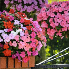 PɻNļN_̨҃ͥԺ仨ܷN