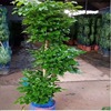 Happy Tree Green Plant wholesale multi -layer green interior office hotel shape is easy to live, live, dry and bright