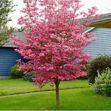 ���ջ�����໨��ľ�M�چ�ľ�ͺ�ͥԺ�����ļ��_���̨�����L����