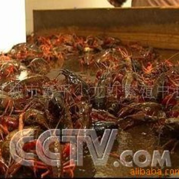 小龙虾虾苗\提供高产杂交虾种、虾苗和养殖技术