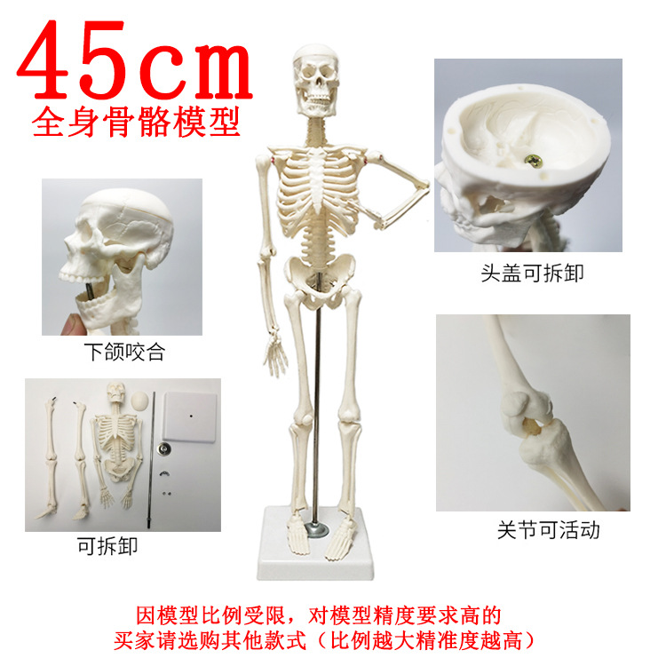 Physiological realistic removable skeleton, medicine toy, human bone