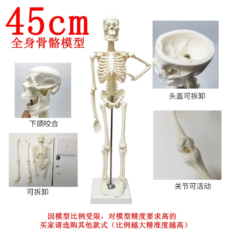 Physiological realistic removable skeleton, medicine toy, human bone