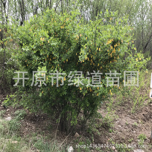 �ͺ����ȸ�\�uС��������ľ���l�\�u�蘶��ȸ����Ҏ���Rȫ