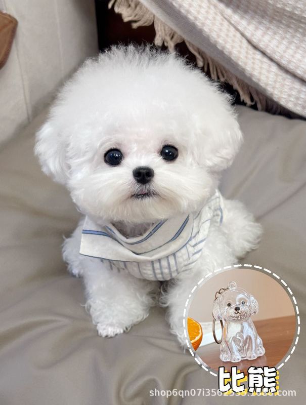 ペット柴犬メカテディカウボーイ刺繍ベレー帽レース子犬かわいいスカーフよだれかけ猫プリンセススタイル|undefined