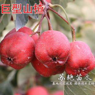 �ش����ɽ� ��������ɽ��� �޽�ɽ高䮔��Y�������ϱ����Nֲ