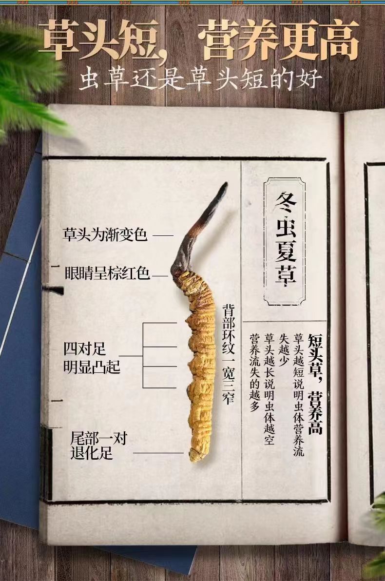 Cordyceps Sinensis Dong Chong Xia Cao Wild Caterpillar Fungus Dried Whole Pieces Nagqu Tibet Gift Box quality and texture