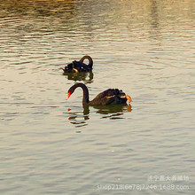 ���l���w�����Z�����Z���� ���������^�p�����Z �^�pˮ���^�p��