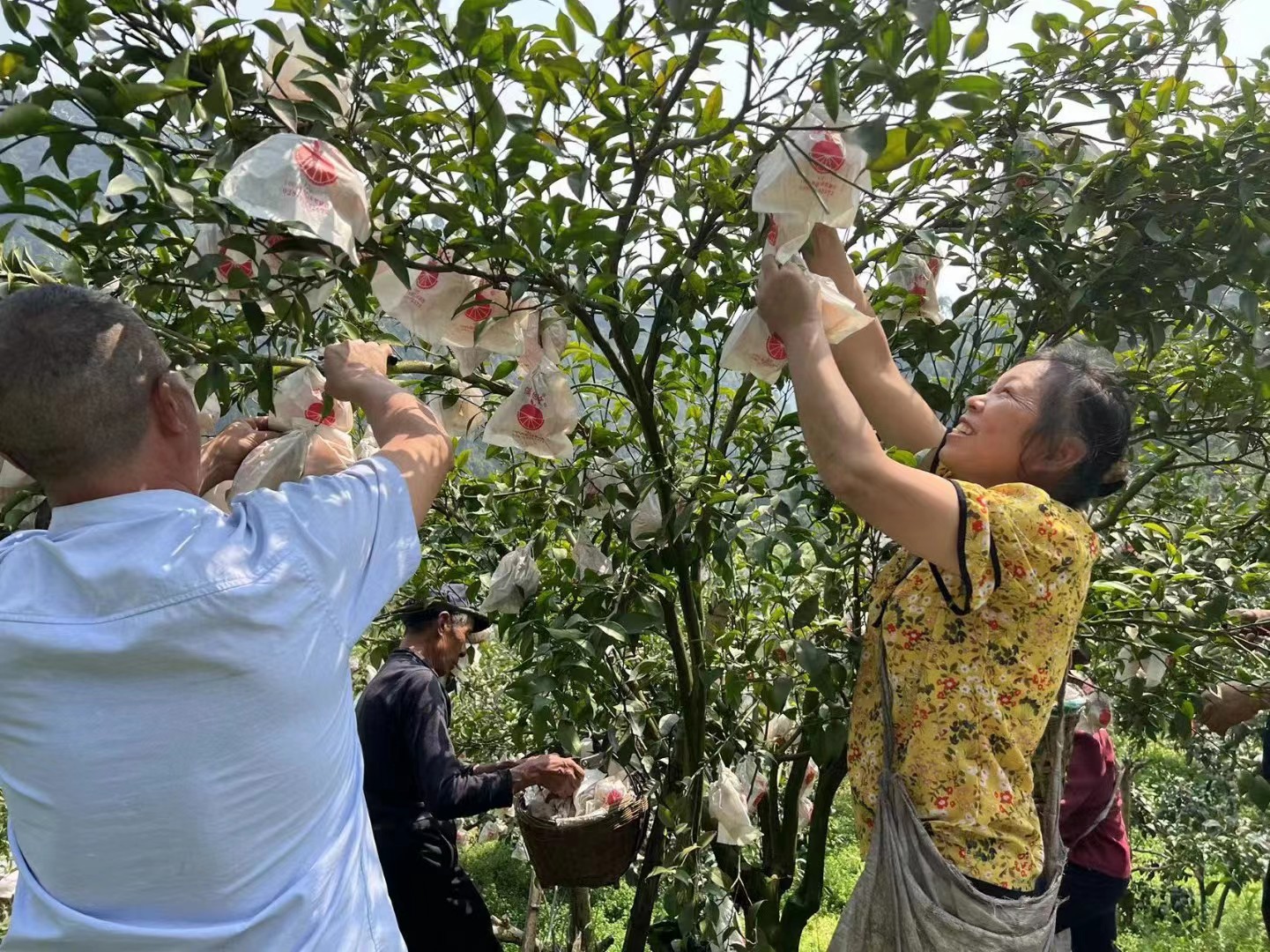 微信图片_20231114165748