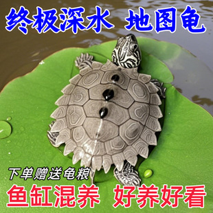 Deep Water Map Turtle Fish Tank Mixed with Small Turtles Live Mississippi Map Angel Eye Black Tumor Ornamental Pet Turtle