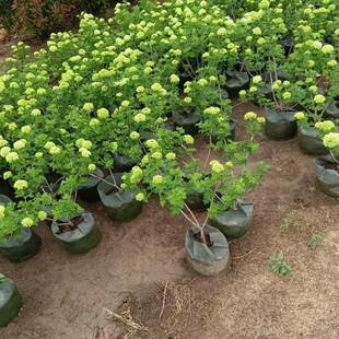 European Wood Hydrangea Rose Potted Flower Seedling Heat-resistant Garden Flower Observation Hydrangea Hydrangea Planting in the Ground