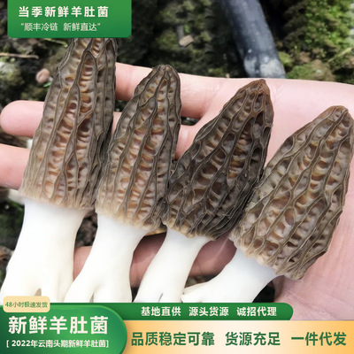 产地直供云南精选野培新鲜羊肚菌500克羊肚菇食用菌营养菌菇代发