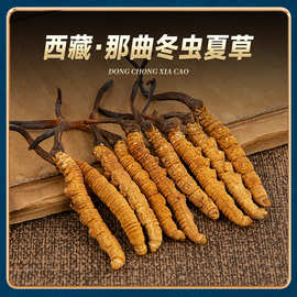 正品西藏那曲冬虫夏草  高海拔散装足干虫草批发5g多规格虫草干货