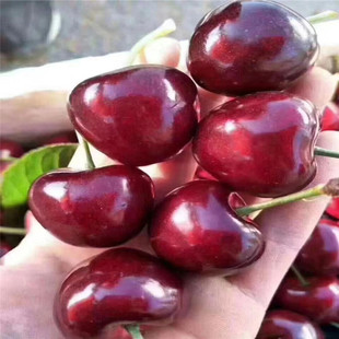 Shandong Big Cherry Taste Meimeng Cherry Big Cherry Black Cherry Caber оптом Big Cherry Base