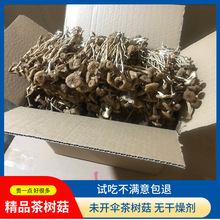 源头厂家茶树菇干货新货冰菇不开伞500g古田特产散装茶薪菇批发