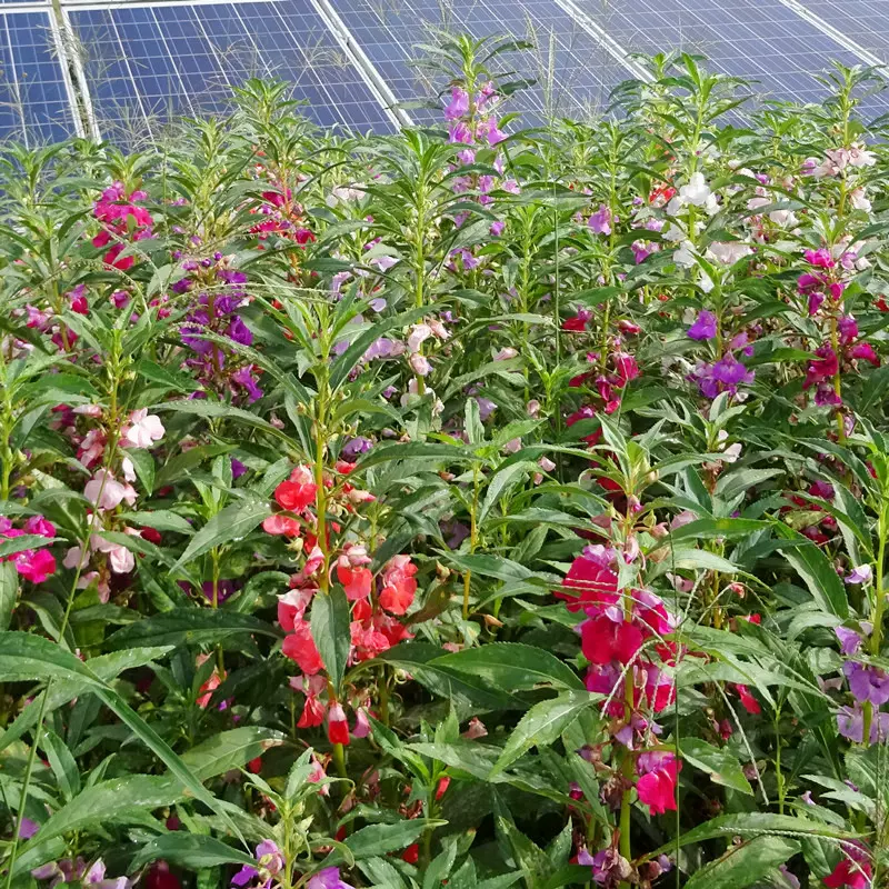 凤仙花种子新采指甲花种子混色防蛇花种籽子庭院室外阳台盆栽包邮