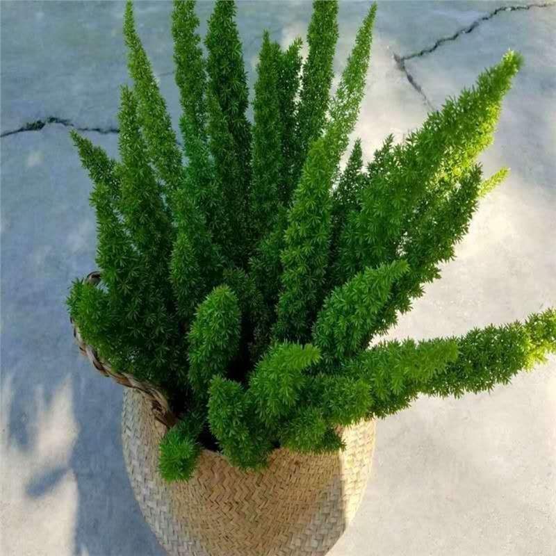 狐尾天门冬狐尾武竹狐尾天冬盆栽绿植阳台花卉盆栽庭院绿植好养包