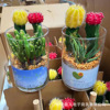 Base direct supply ｜ Glass mixed small bonsai red and yellow ball combination flowering fairy ball potting potted succulent plant resistance