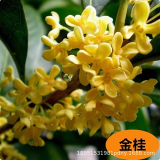 桂花大型桂花树苗庭院地栽原生金桂丹桂浓香型花卉盆栽植物四季开