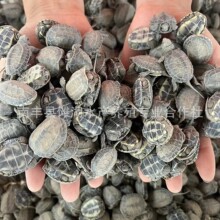 中华草龟苗小乌龟小草龟活体墨龟金线长寿宠物夜市摆摊养殖场批发
