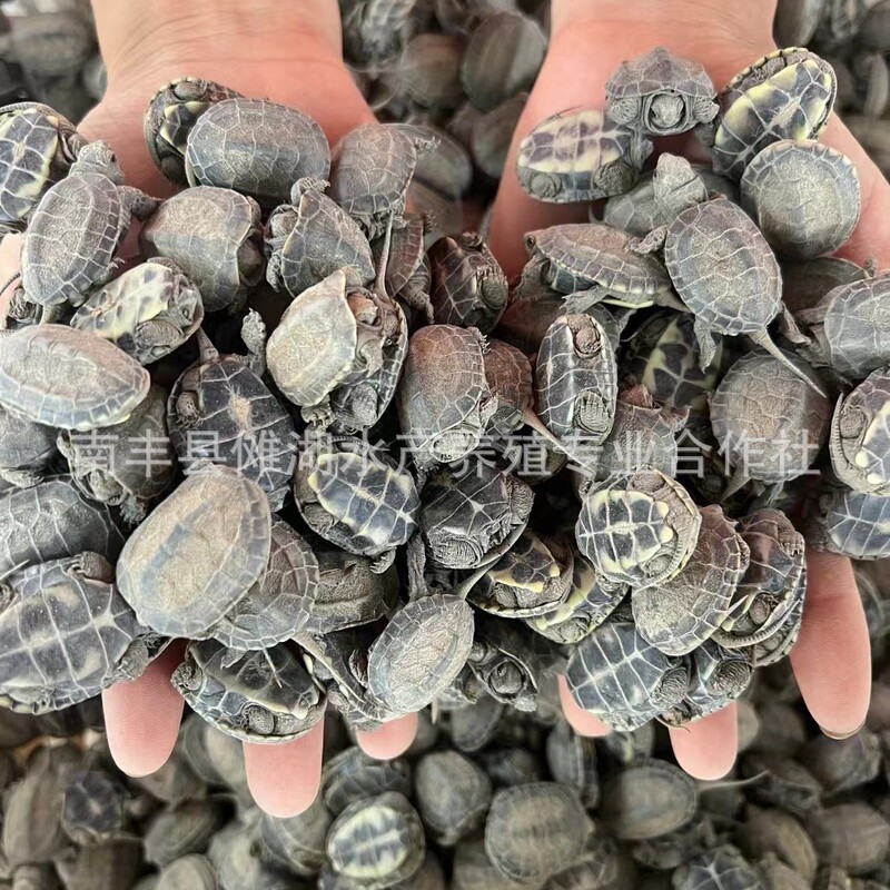 Chinese Grass Turtle Hatchlings, Small Turtles, Live Grass Turtles, Black Turtles, Golden-Striped Long-Life Turtles, Pet Turtles, Night Market Stalls, Farm Wholesale