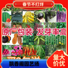 一件代发蔬菜种子四季播家庭阳台盆栽庭院易种植番茄黄瓜辣椒西瓜