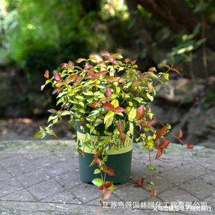 ���~�jʯ�҃����Բ��~�jʯ�S��jʯֲ����mֲ�ﻨ������