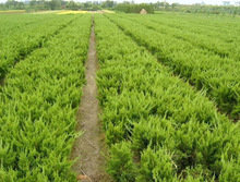 һlؘɰ،ɂȰؘ؈AɘG