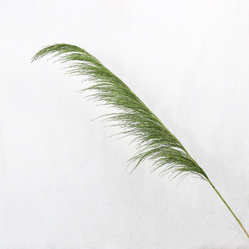 녹색 꽃 스파이크 50-60cm