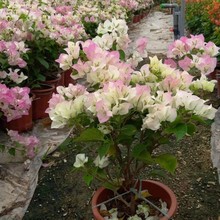 三角梅盆栽大苗重瓣带花发货中国红四季开花攀援花卉爬藤植物包邮