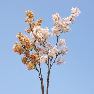 ���滨ǧ���� �͹ņ�֦������ �ٻ� �Ҿ�ܛ�b�[���b�c���߻�