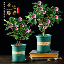 金边瑞香盆栽浓香型带花苞室内老桩客厅观花植物耐寒花卉四季开花