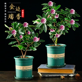 盆栽;灌木;种子
