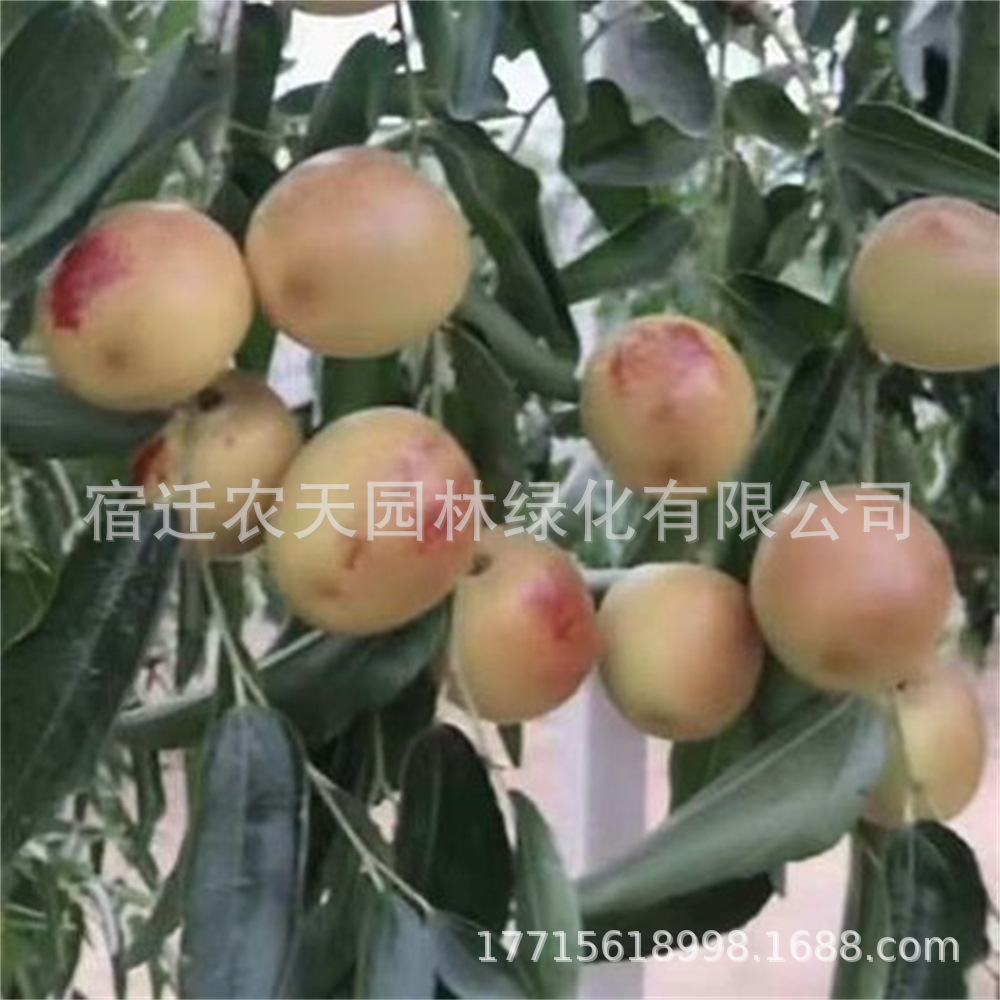 盆栽嫁接天仙枣树苗新品种特大大龙枣苗枣树南北方四季当年结果