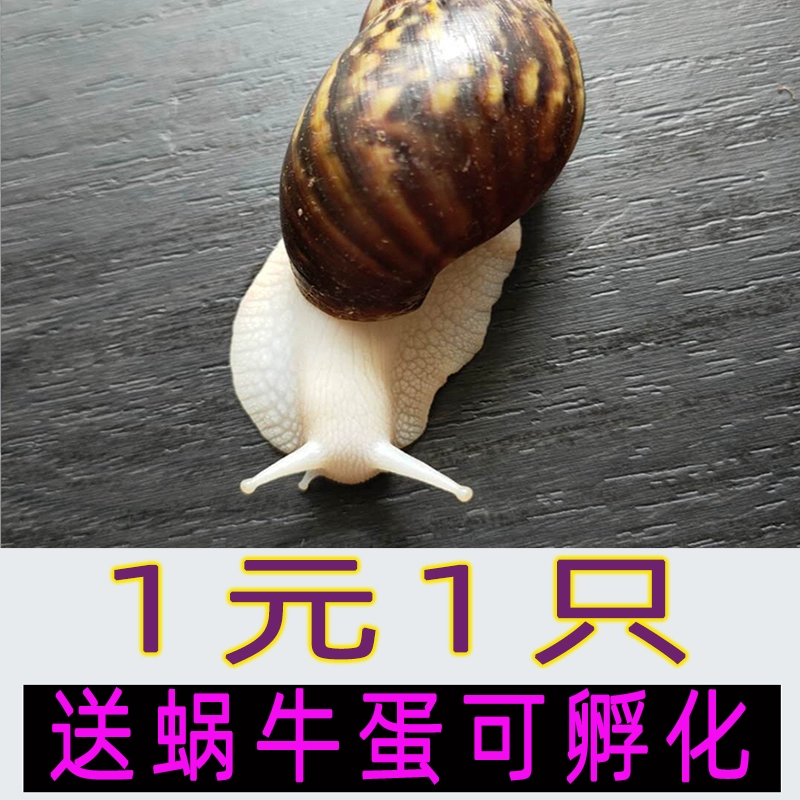 Учебный эксперимент Наблюдение за белыми нефритовыми улитками