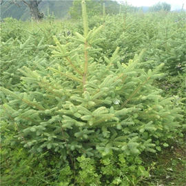 乔木;灌木;盆栽