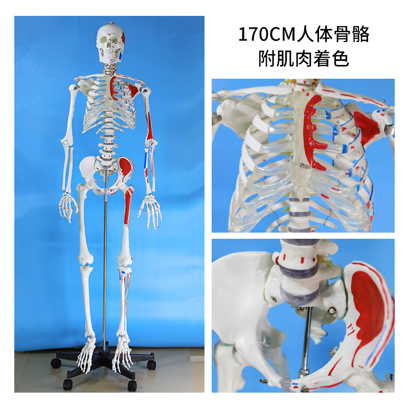 170 180cmģ ùǼܱ걾񾭼ֹʹģ